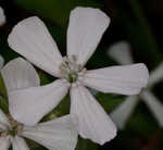 Sticky catchfly